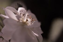 Staubblätter von Tania Perneel