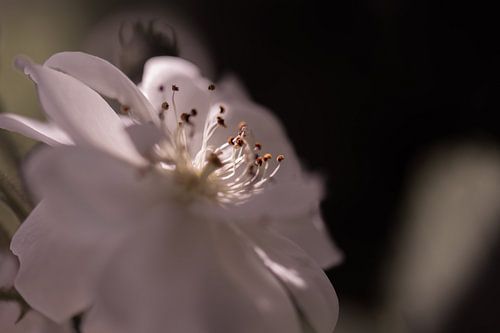 stamens