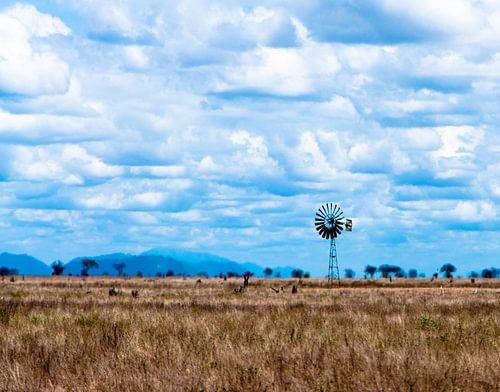 Savanna Windmill