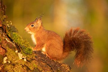 Eichhörnchen auf einem Baumstamm von Gert Hilbink
