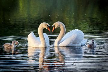 Swans in love with little ones