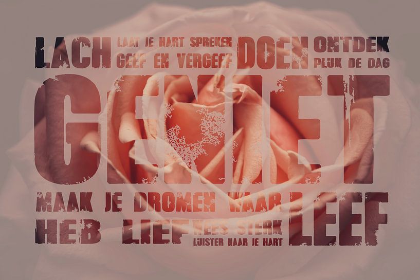 Roze roos met tekst geniet van Stedom Fotografie