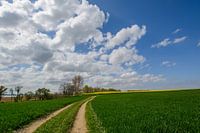 Viol, chemin de campagne le long de la côte près de Glutzow, île de Rügen
