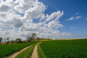 Koolzaad, veldweg langs de kust bij Glutzow, eiland Rügen