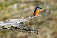 Eisvogel auf einem Ast, wartet auf Fisch