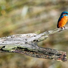 Ijsvogel op een tak, wachtend op visjes van Jean's Photography