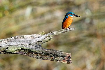 Eisvogel auf einem Ast, wartet auf Fisch von Jean's Photography