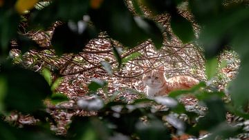 Die Sonne aufsaugen von Jan van der Knaap