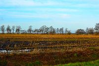 Vue sur Cornfield, automne, après la récolte, Doezum, Groningen