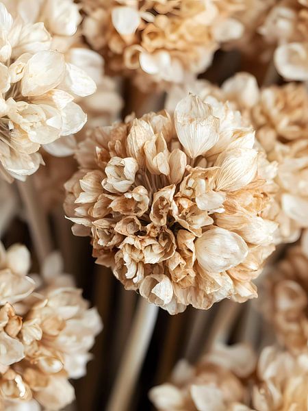 Vintage allium flower by haroulita