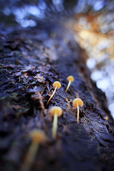 De Paddenstoelen en de Reus van Maayke Klaver