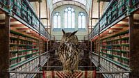 Owl - Library of the Rijksmuseum Amsterdam