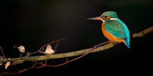 Eisvogel - Im letzten Licht