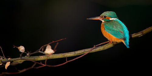 Martin-pêcheur - Dans la dernière lumière