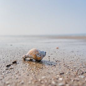 Muschel am Strand von Hanna Vlietstra