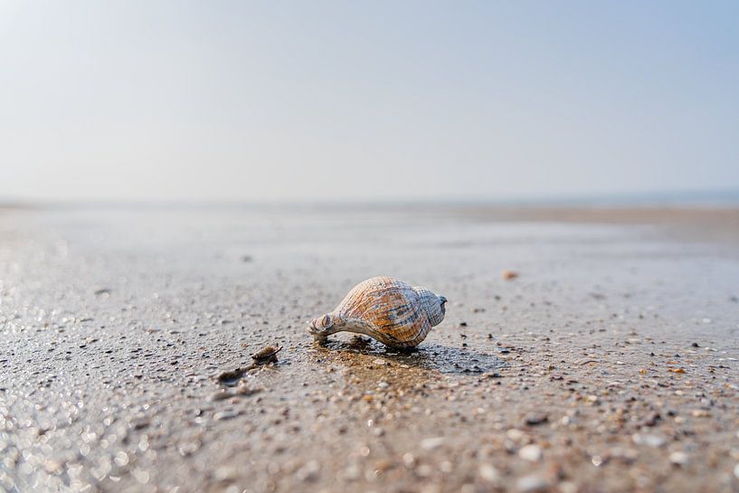Shell on the beach by Hanna Vlietstra