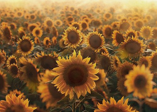 Summer breeze