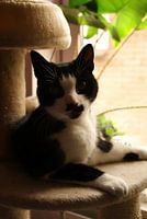 zwart witte kat