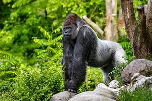 Riesengorilla ( erwachsener Westlicher Flachlandgorilla ) - Alpha-Männchen