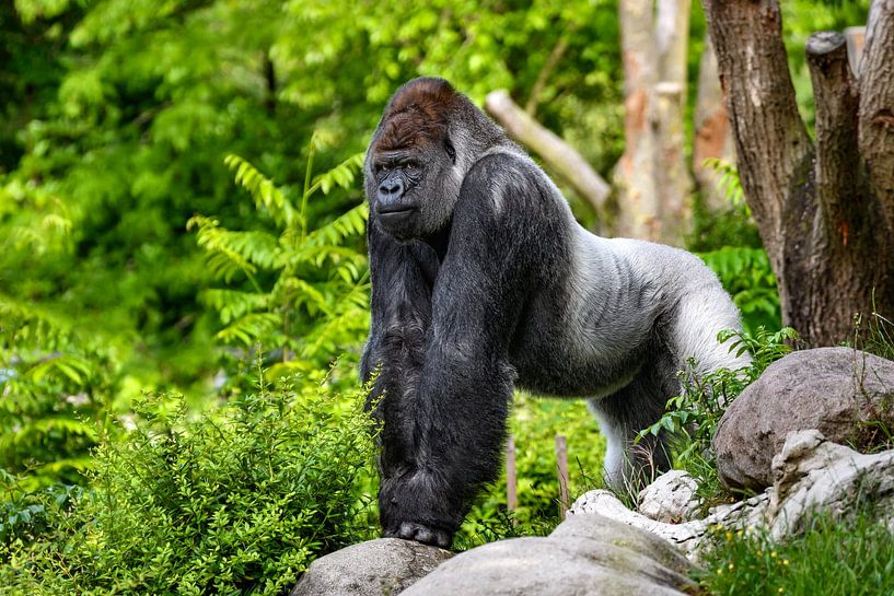 Riesengorilla ( erwachsener Westlicher Flachlandgorilla ) - Alpha-Männchen von Chi