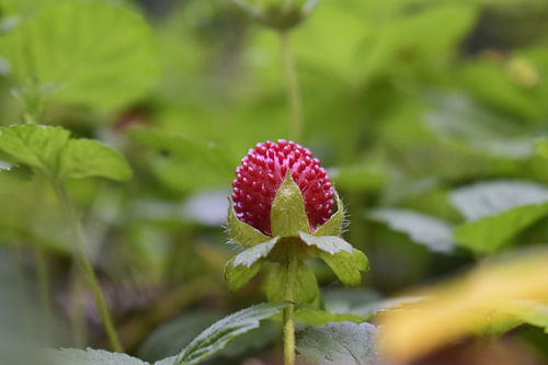 Wild strawberries in the wild