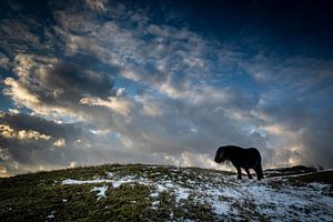 Poney shetland sauvage dans le Zeepeduinen