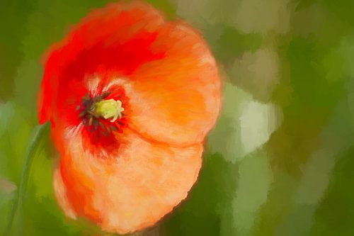 Poppy