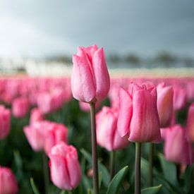 Tulpen van Berbera van den Hoek