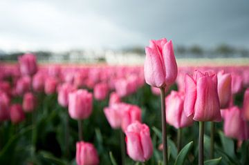 Tulpen van Berbera van den Hoek