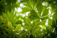 Green Chestnut Leaves