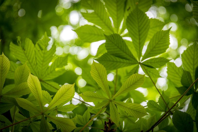 Green Chestnut Leaves van Joke de Jager