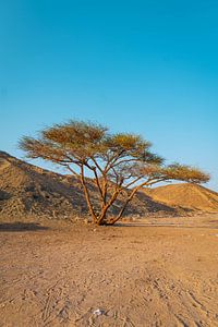 Arbre solitaire dans le désert égyptien sur Xander Broekhuizen