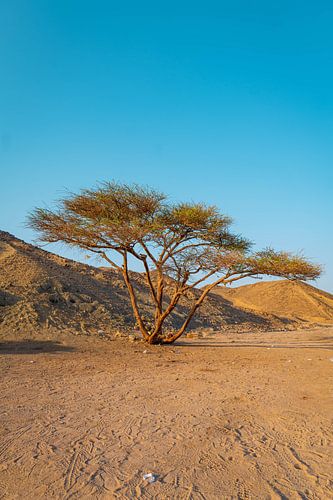 Lonely Tree in the Egyptian Desert