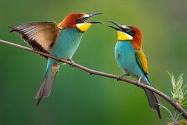 Guêpier d'Europe (Merops apiaster) sur Christian Müringer