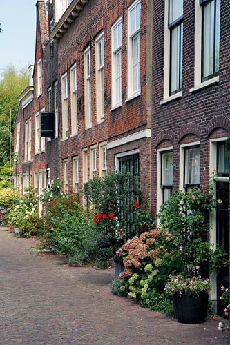 Grachtenpanden in Leiden met bloeiende planten