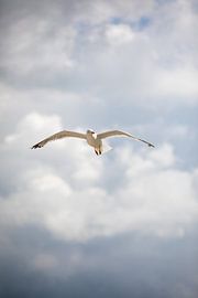 Seagull on the Baltic Sea beach