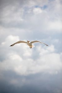Mouette sur la plage de la mer Baltique