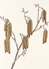 Aulne glutineux (alnus Regosa) Tiré de North American Wildflowers (1925) par Mary Vaux Walcott. sur Pictufy