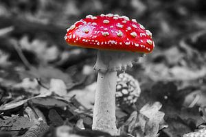 Fly agaric dans la forêt d'Amsterdam