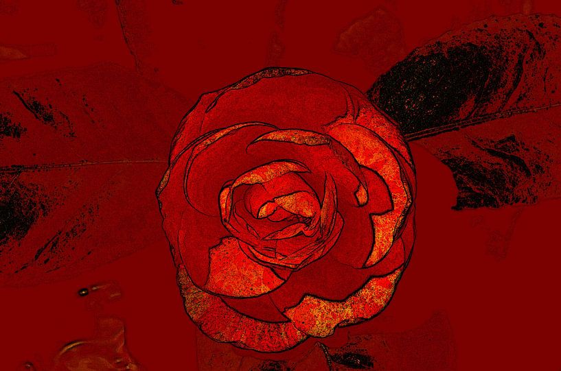 Rote Rose von Daniel Dorst