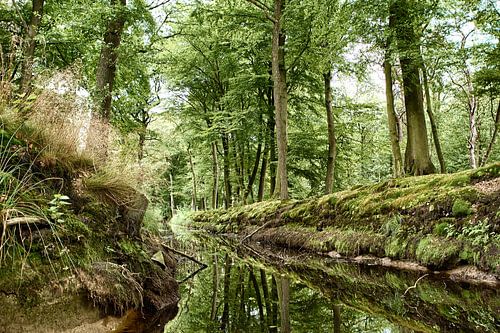 Rijsterbos in Friesland