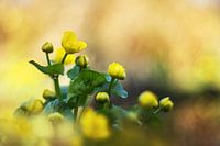 Dotterbloem