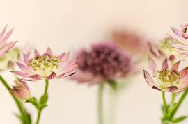 Zeeland-Tasten von Gonnie van de Schans
