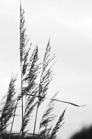 Riet aan de waterkant | zwart-wit serie
