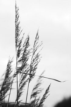 Reeds on the water's edge on a windy day | Black and white collection