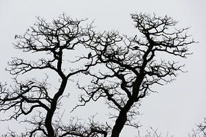 Silhouette der nackten Eiche