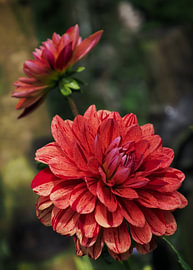 's, red-striped dahlias by Lisanne Keijzer