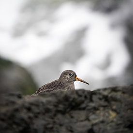 Strandloper violet sur Tom Zwerver
