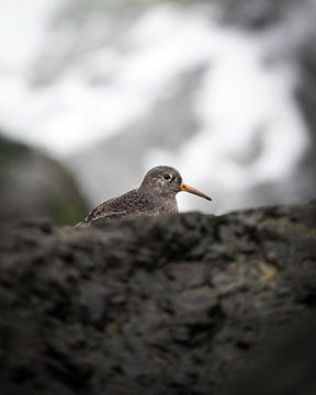 Lila Strandloper von Tom Zwerver