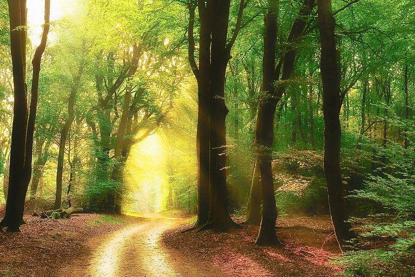 Chemin à travers la forêt par Rigo Meens